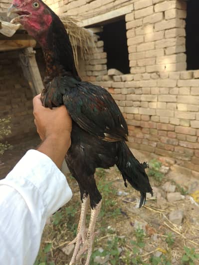 Aseel Mianwali