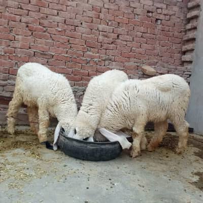 kajly sheep