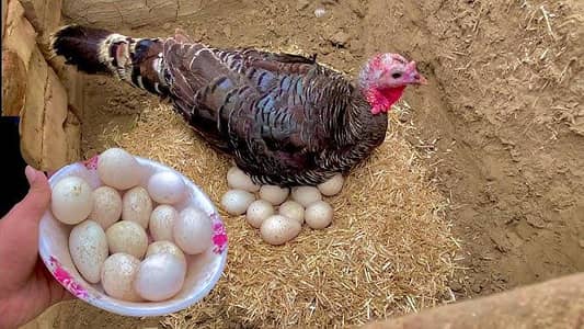 turkey birds fertile eggs fresh. .
