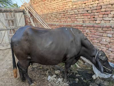 buffalo for sale. 8 Nov 2025 ko cross hoi the, 3sra warra ha