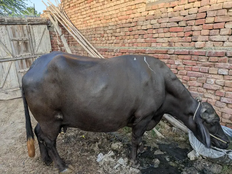 buffalo for sale. 8 Nov 2025 ko cross hoi the, 3sra warra ha