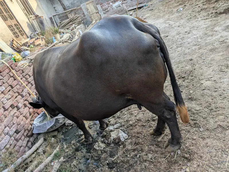 buffalo for sale. 8 Nov 2025 ko cross hoi the, 3sra warra ha — photo 2