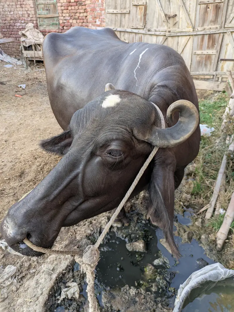 buffalo for sale. 8 Nov 2025 ko cross hoi the, 3sra warra ha — photo 3