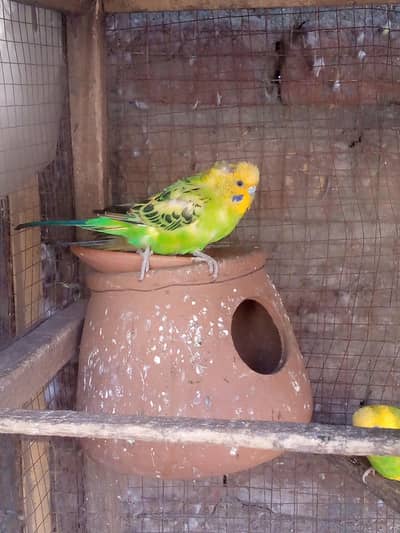 breeder  pair aur patthe available