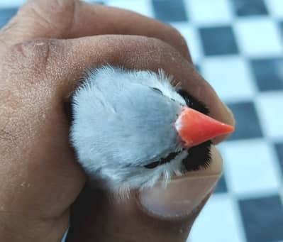 Hex Tail / Shaft-Tail Finch pair for sale