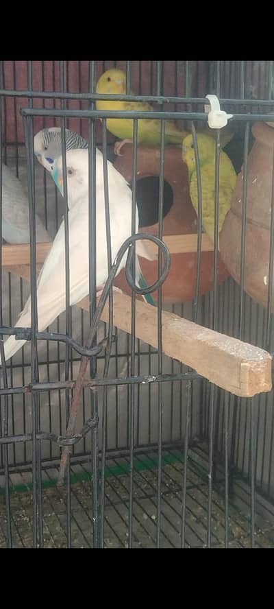 Australian confirm breader pair