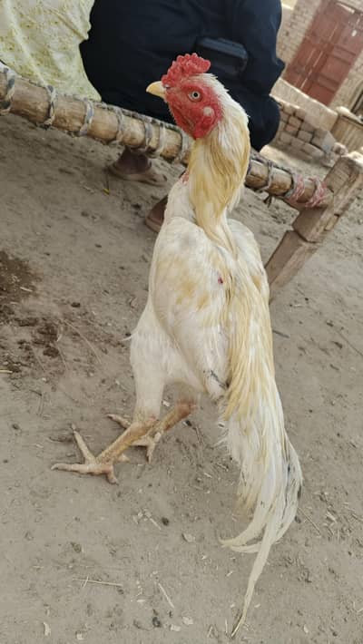 Heera Aseel | White Aseel | Long Hight Aseel Pair