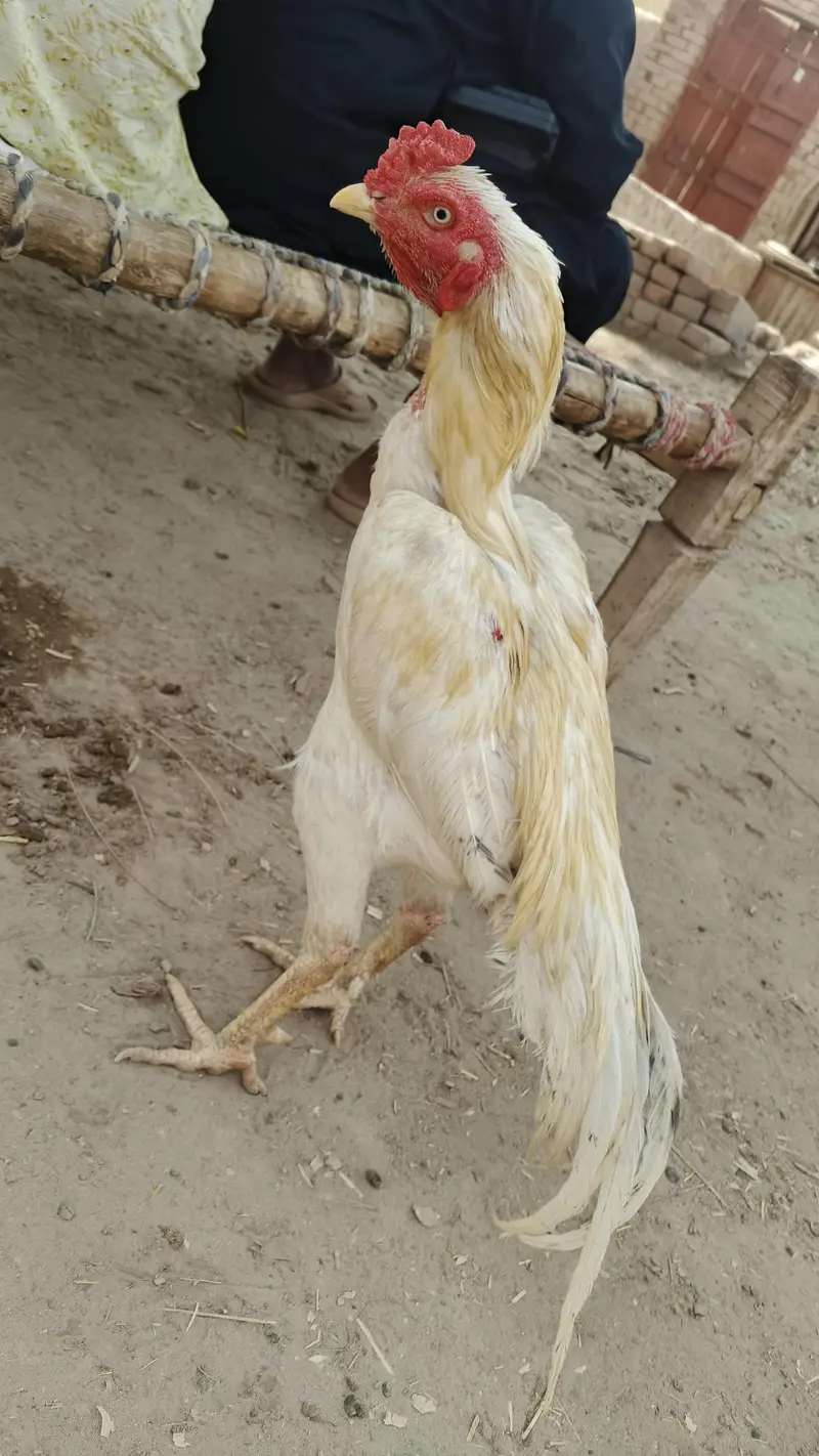 Heera Aseel | White Aseel | Long Hight Aseel Pair