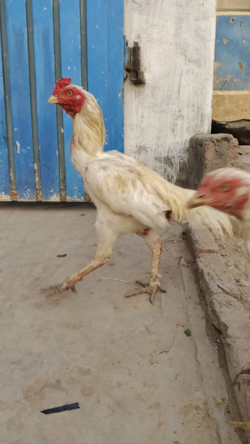Heera Aseel | White Aseel | Long Hight Aseel Pair — photo 2