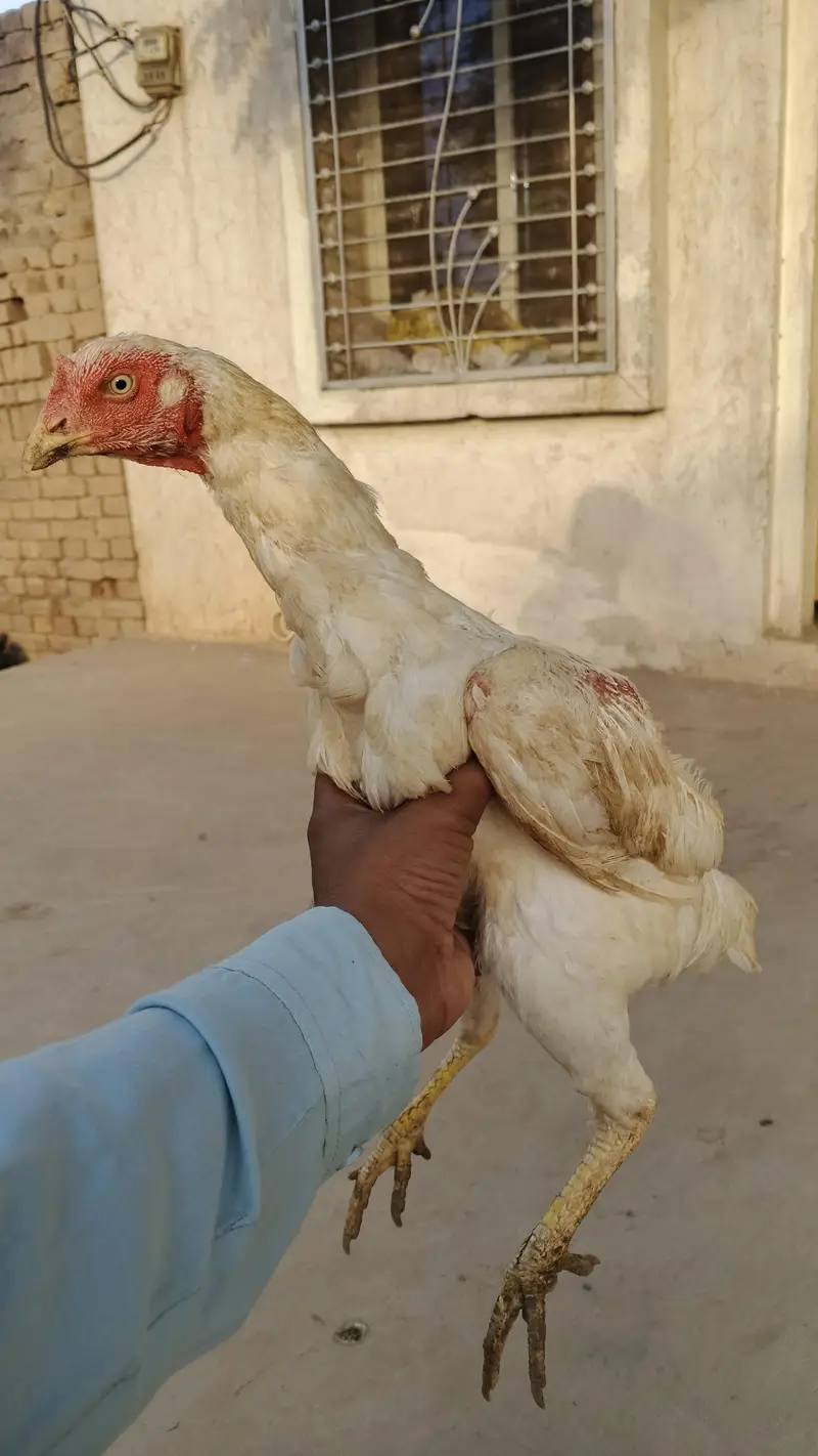 Heera Aseel | White Aseel | Long Hight Aseel Pair — photo 3