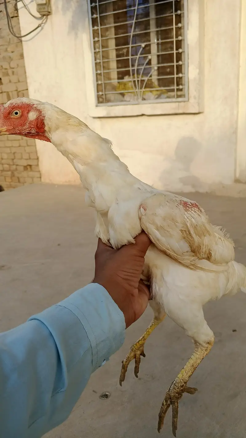 Heera Aseel | White Aseel | Long Hight Aseel Pair — photo 4