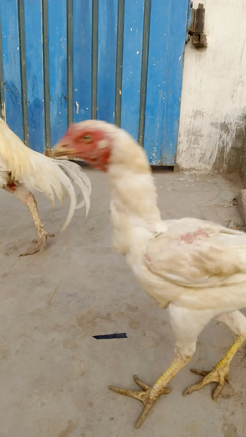 Heera Aseel | White Aseel | Long Hight Aseel Pair — photo 5