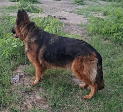 long coat German shepherd female