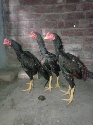 Mianwali Aseel pathay 03124499315 cntct nmb