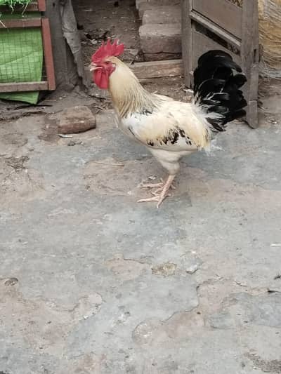 Desi patha