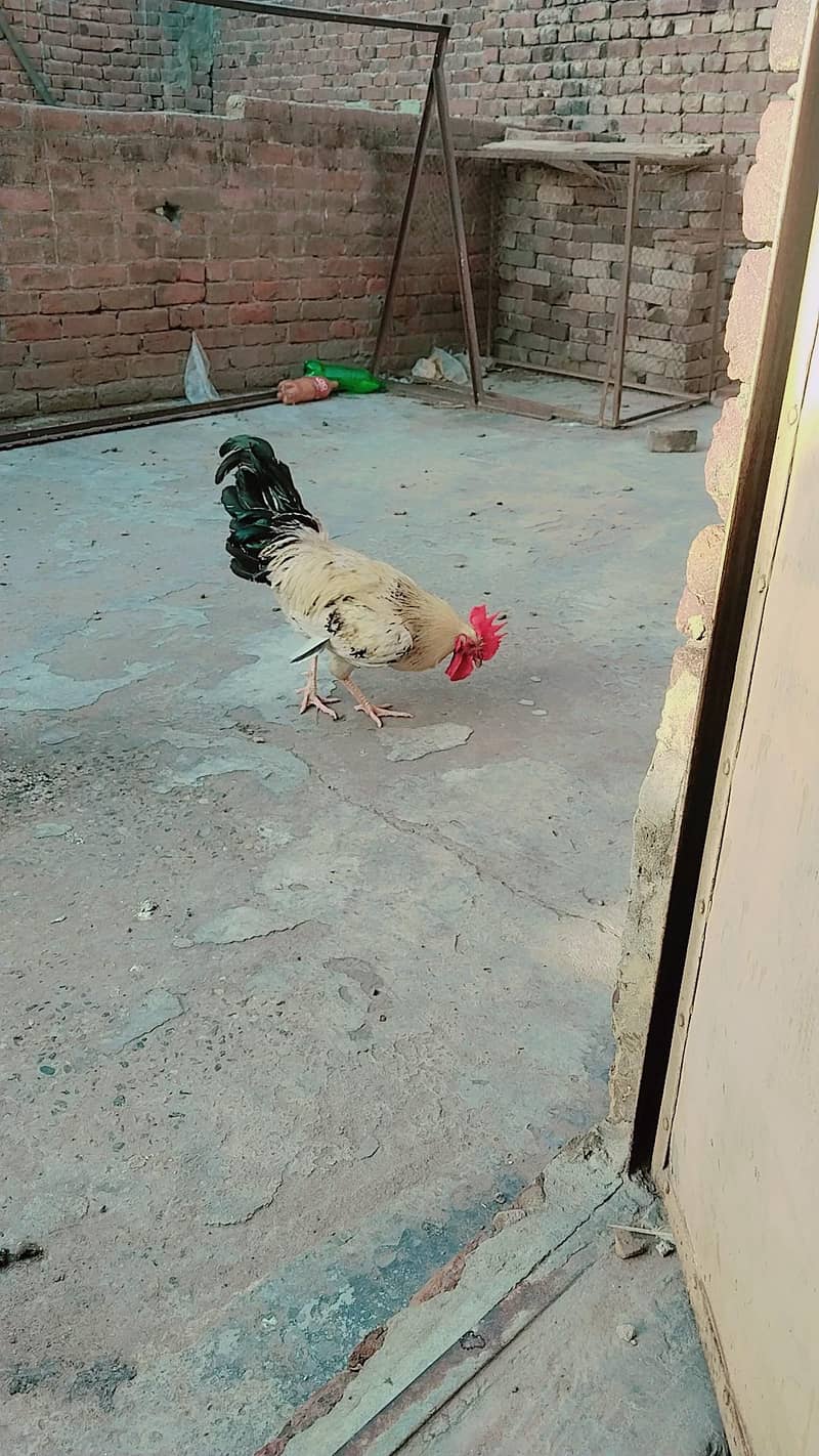 Desi patha 2