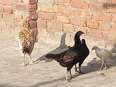 4 aseel murghi Hain our 10i bybi hai hylthi and activ