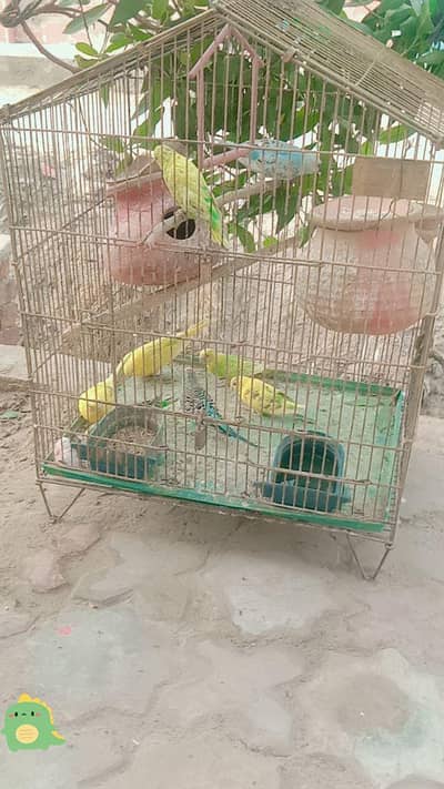 parrot 