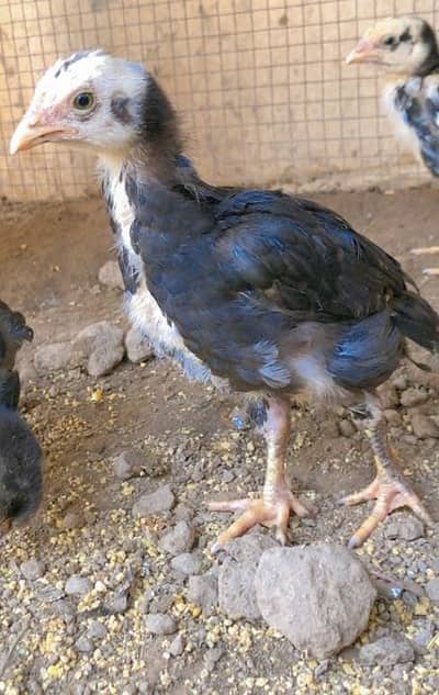 40 days aseel chicks 03078291648