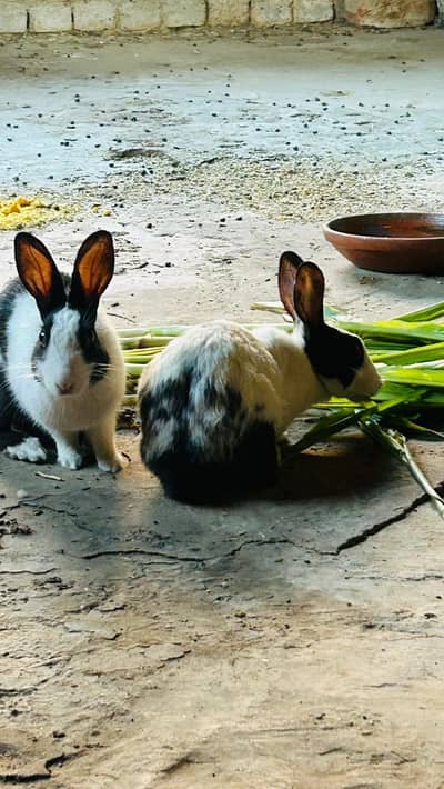 breeder pair