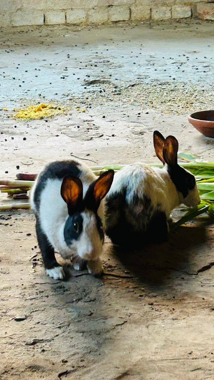 breeder pair 1