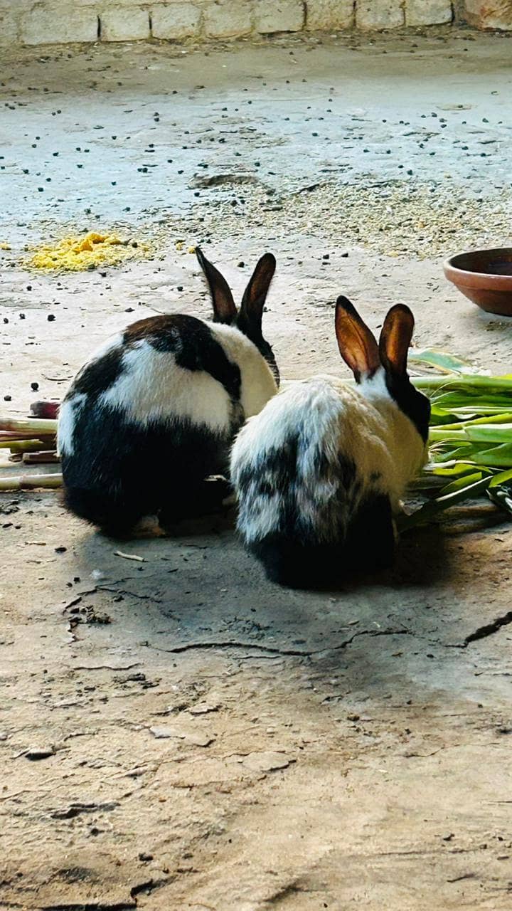 breeder pair 2