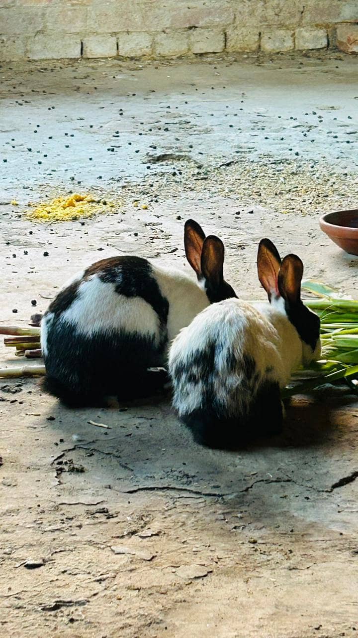breeder pair 3