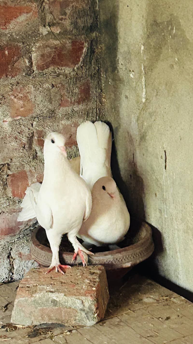 breeder pair 4