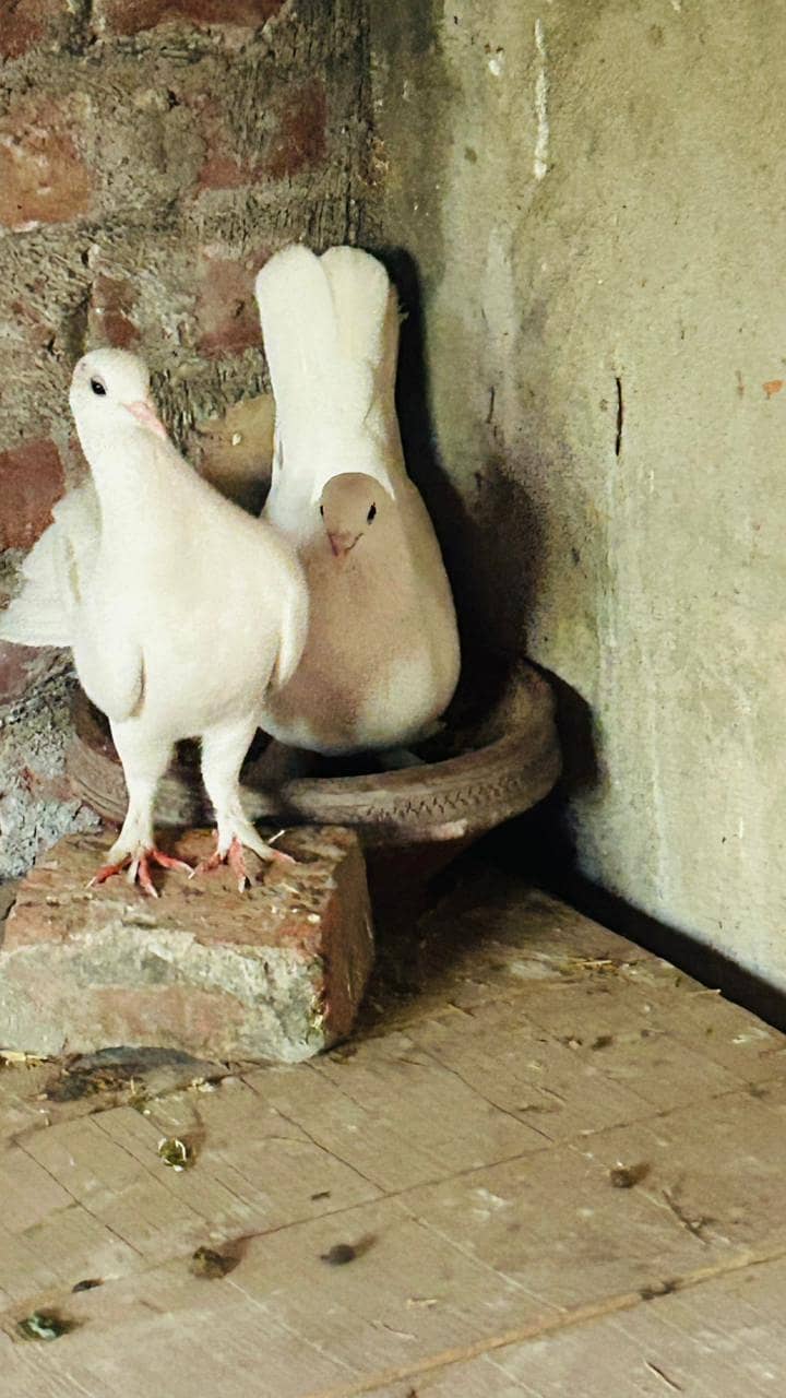 breeder pair 5