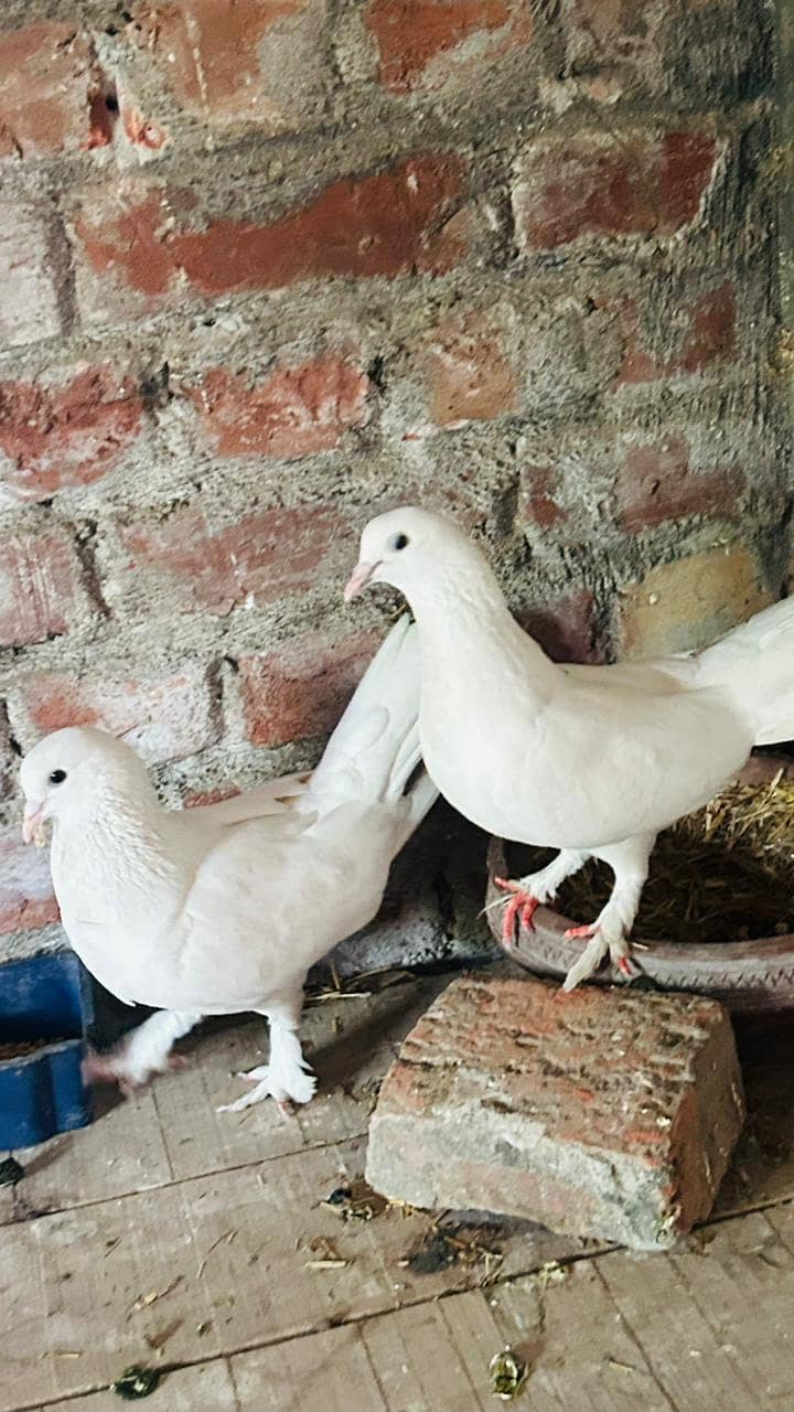 breeder pair 6