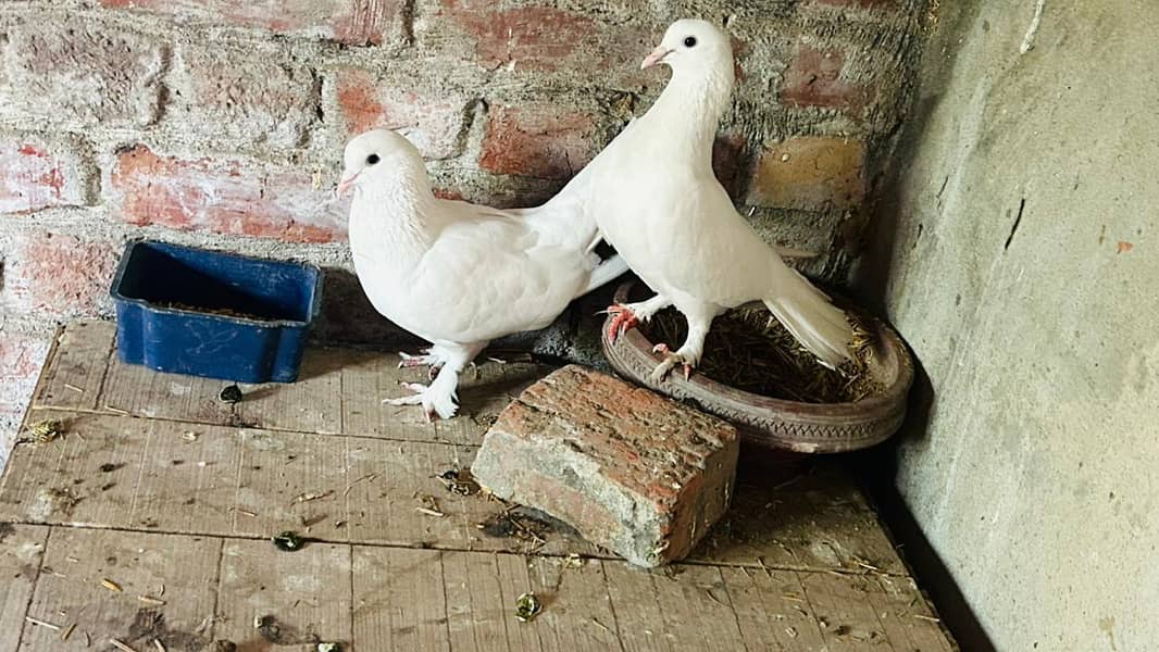 breeder pair 7