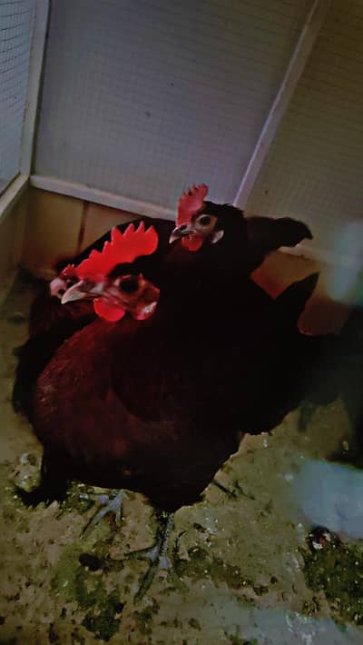 golden misri hens sale 4 hens ha