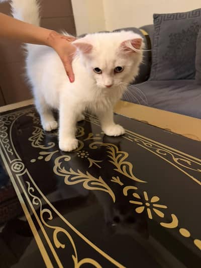 Persian kitten