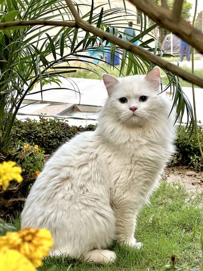 Persian Cats Males And Females & Pair Available For sale