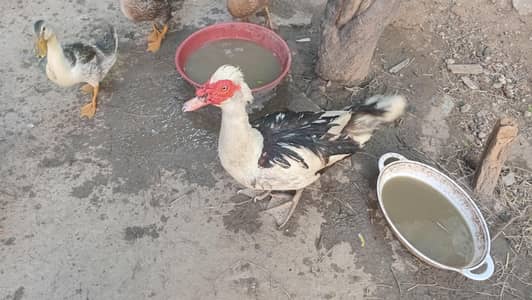mugh ducks pair
