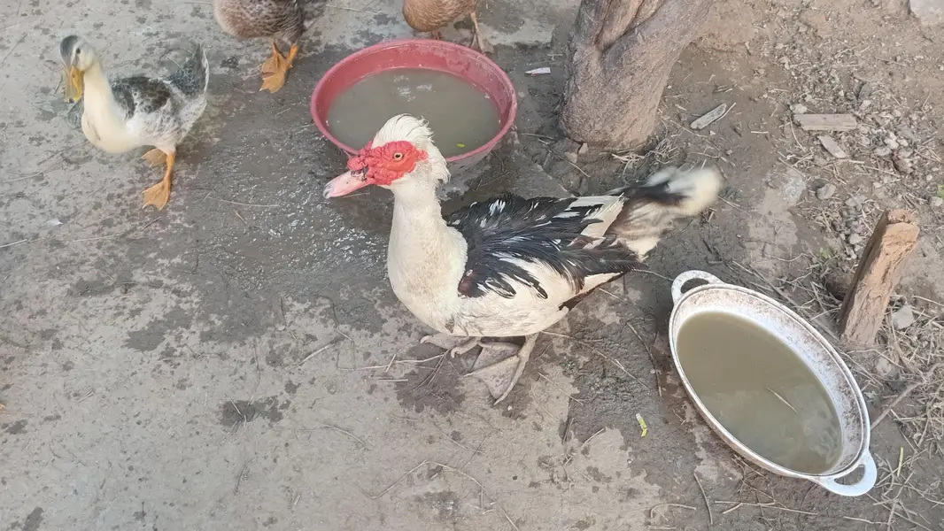 mugh ducks pair
