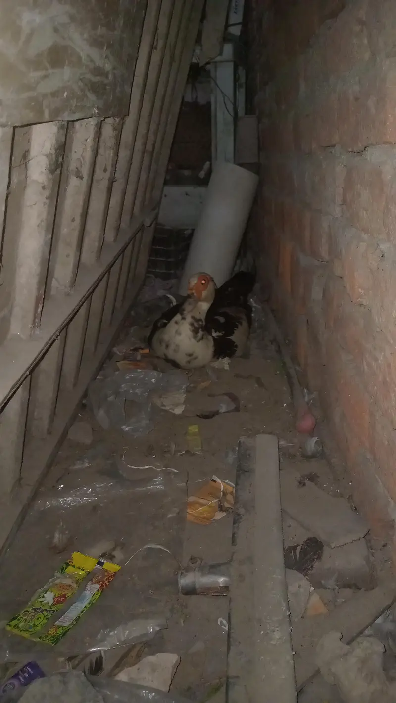 mugh ducks pair — photo 2