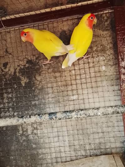 love bird pair with one chick