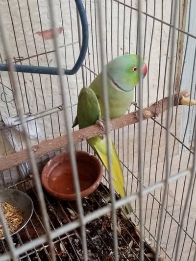parrot