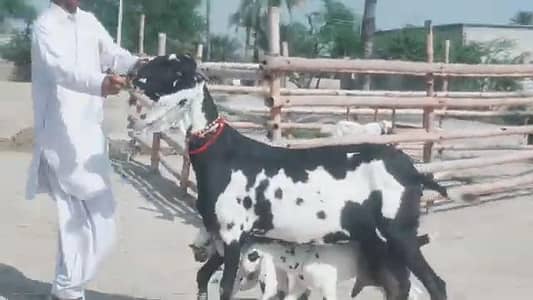 3 Bacchon Ka Sath Desi Bakri For Sale (Call "_03226643435)
