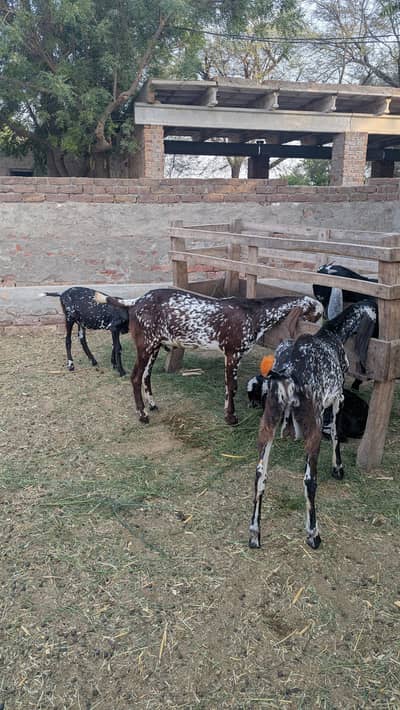 Bakra makhi chenna breed