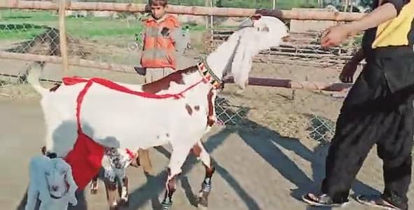 3 Bacchon Ka Sath Desi Bakri For Sale=03274970754)
