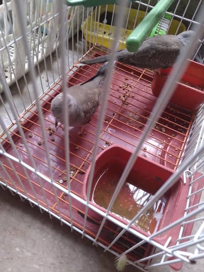 diamond dove birds