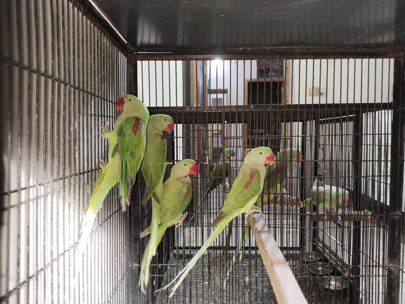 Raw parrots 0