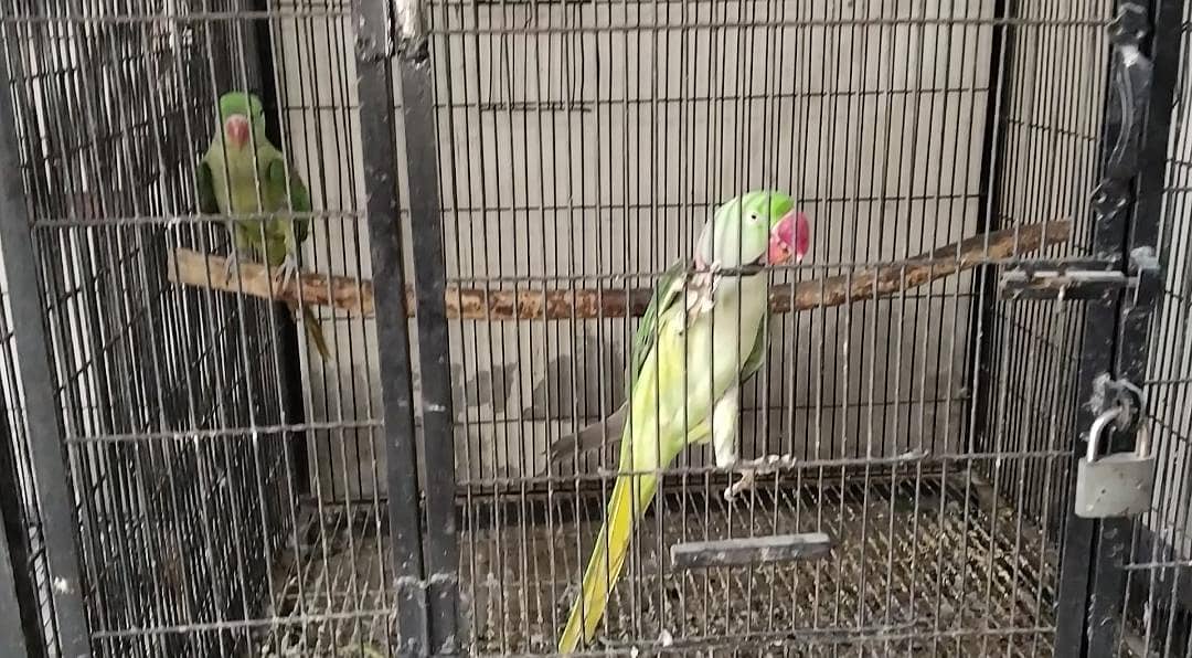 Raw parrots 3