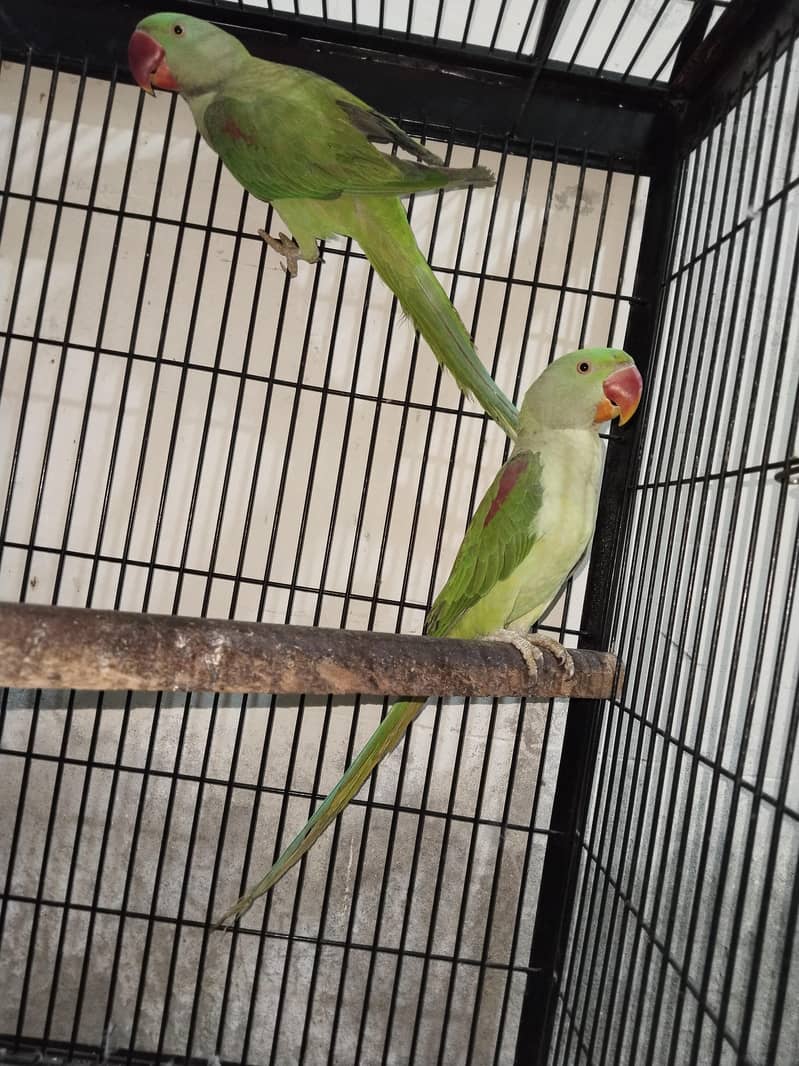 Raw parrots 4