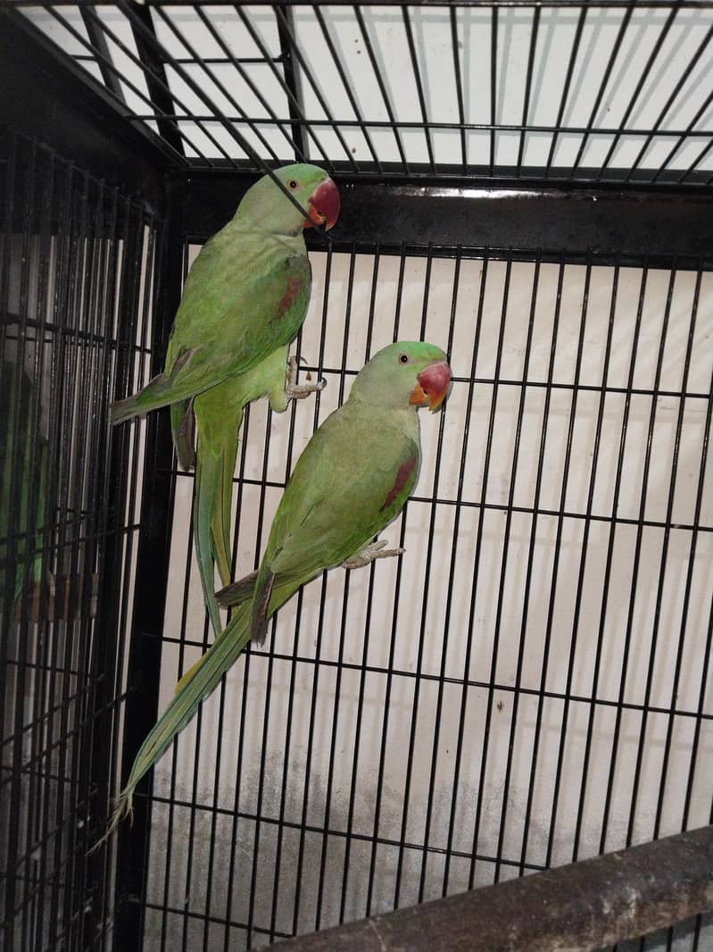 Raw parrots 5