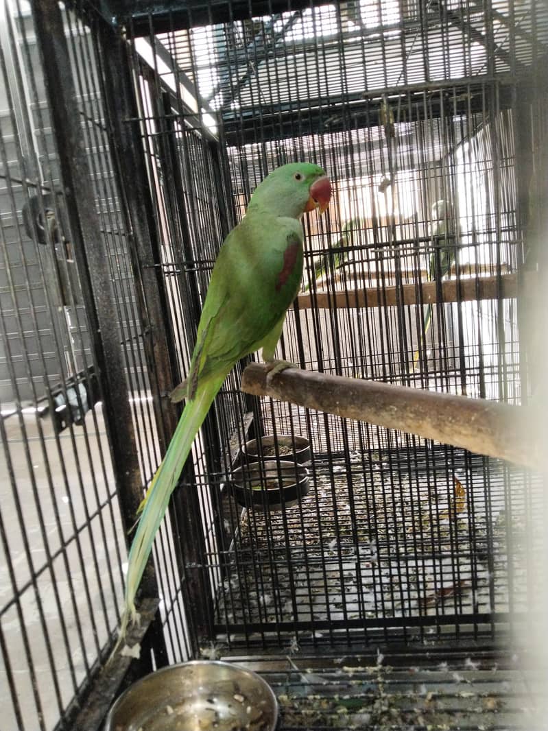 Raw parrots 6