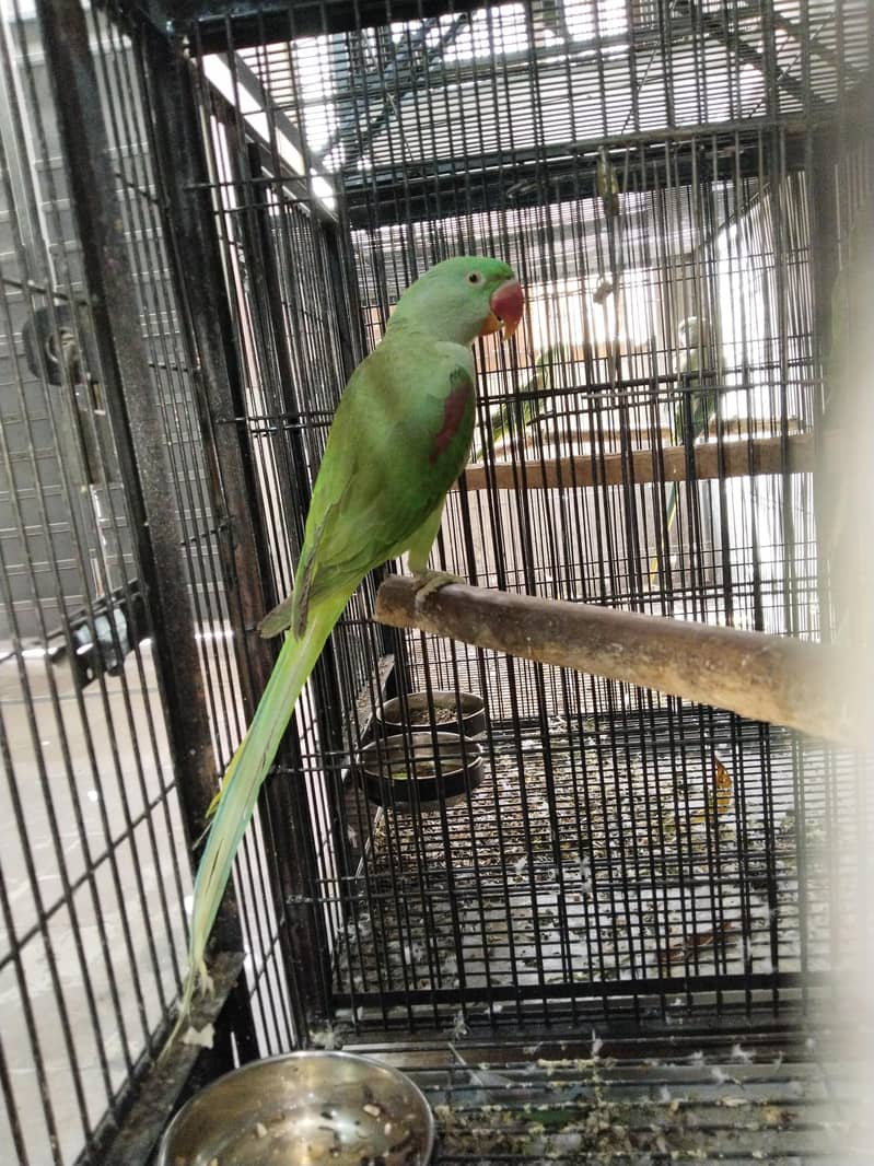 Raw parrots 7
