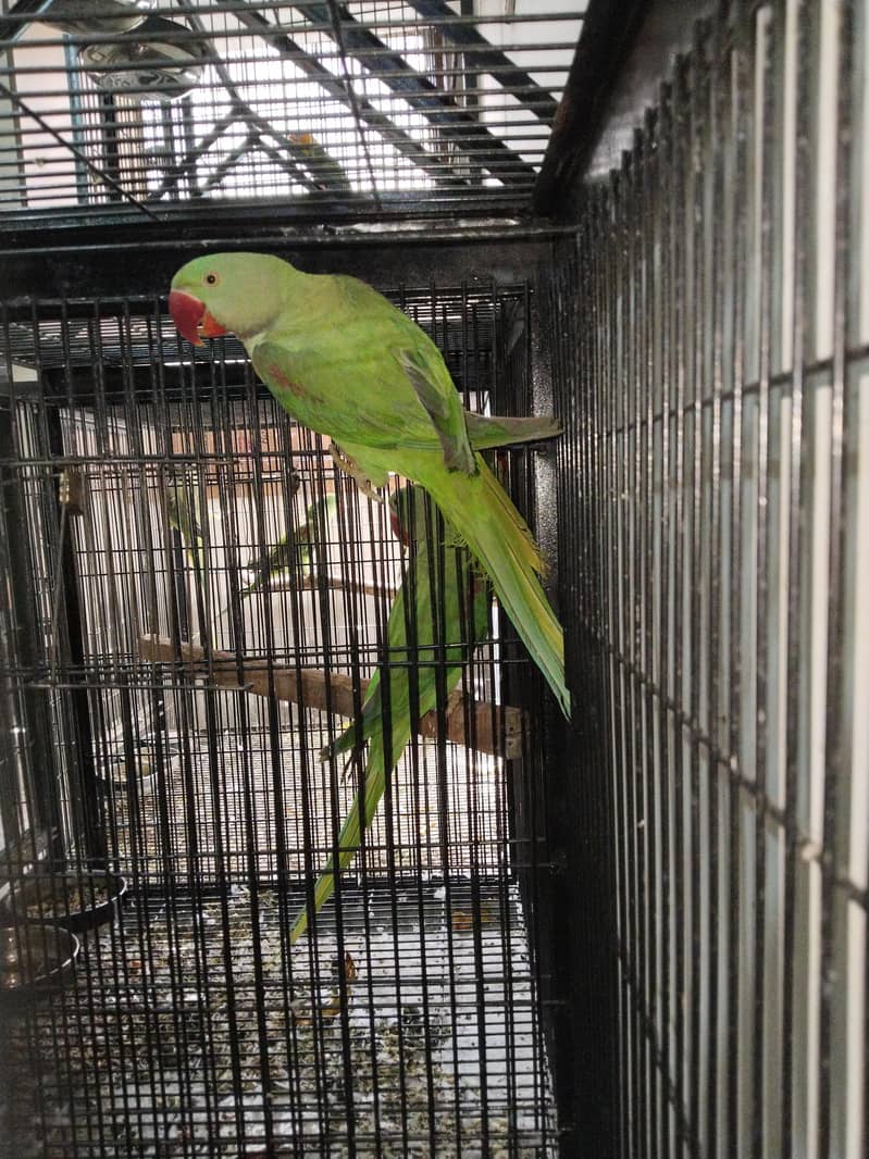 Raw parrots 8